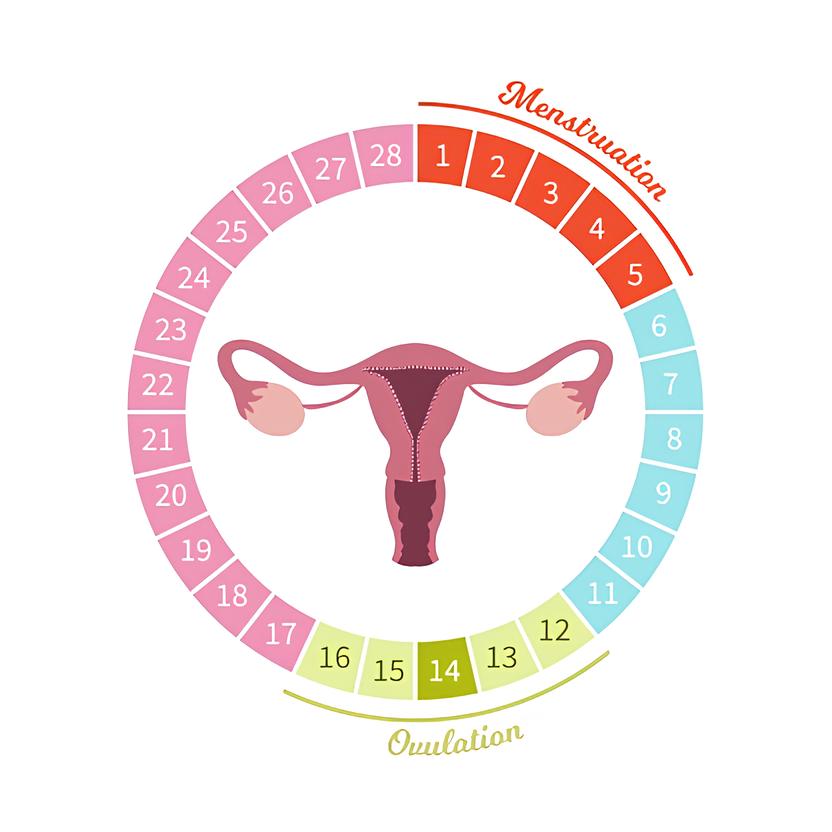 Menstruationscyklus Illustration